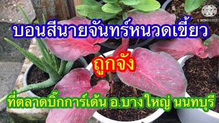 บอนสีนายจันทร์หนวดเขี้ยว ถูกจัง ที่ตลาดบิ๊กการ์เด้น อ.บางใหญ่ นนทบุรี