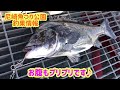 スズキだチヌだ！ fishing max武庫川店