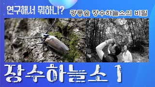 [연구해서뭐하니 13회] 장수하늘소 1회