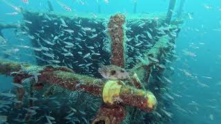 【映像記録】南側新魚礁でイシモチに囲まれるサザナミフグを見る- White-spotted puffer