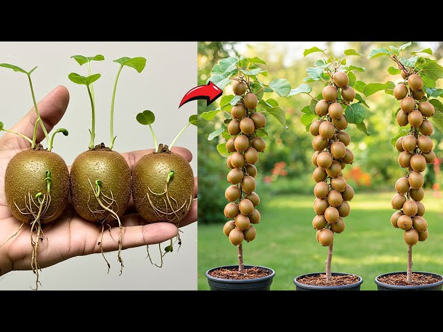 Kiwi Fruit Grow From Seed Kiwifruit Actinidia Spp Wisconsin