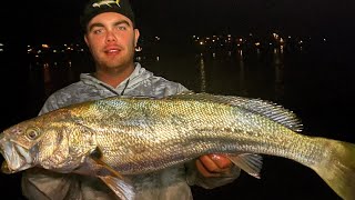 BIG Sydney Jewfish Fishing | Miso Glazed Mulloway Catch and Cook - 45