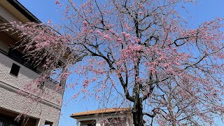 2023年4月2日　自宅の枝垂れ桜