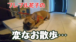 ４８話 散歩という言葉を覚えたフレンチブルドッグの変な散歩…A funny walk of a French bulldog who learned the word walk♪