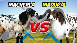 madurai vs macherla sheep breed comparison