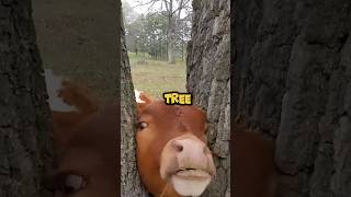 Innocent Cow 🐮 stuck in a tree. #pikocreation