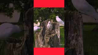 White Tern Bird Call | Graceful Seabird Sounds | Pure Nature #WhiteTern#Seabirds#OceanWildlife