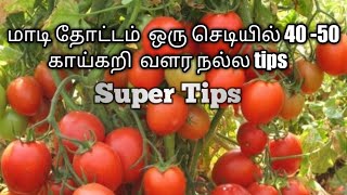 மாடி தோட்டம்  ஒரு செடியில் 40 -50  காய்கறி  வளர நல்ல tips