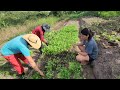 grande colheita e muita fartura em nossa horta orgÂnica