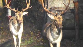 Dwa byki daniela tuż po walce / Two bulls of fallow deer right after the fight