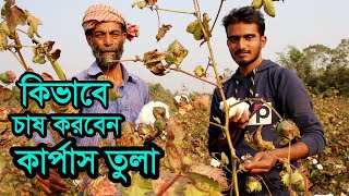 কার্পাস তুলা চাষ পদ্ধতি | তুলার বীজ ও চারা কোথায় পাবেন? | উদ্যোক্তার খোঁজে