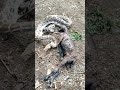 a big indian rock python ate 2 goats...in dhule viral snake python