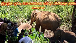 Mother Elephant unable to bear the loss of its Baby!!! இறந்த குட்டி யானையை விட்டு பிரியாத தாய் யானை