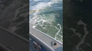 Humpback whale surprises father and son during New Jersey fishing trip