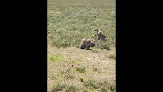 A Mom Cheetah teachs her Cub to Hunt Amizing video in Serengeti #animalswithcameras #animaltalking