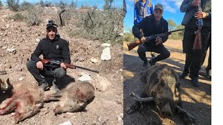 صيد الخنزير البري في المغرب 2025  chasse sangliers au maroc.    Wild boar hunting in Morocco