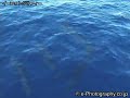 小笠原ミナミハンドウイルカ indo pacific bottlenose dolphin siv08001