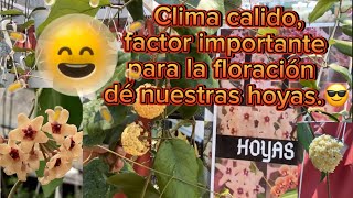 El clima ideal para nuestras hoyas.😎Calor y humedad= Floración  y crecimiento #hoya #flor de cera