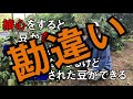 【枝豆栽培】たった1つのポイント