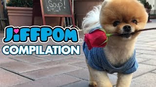 World's Cutest Jiffpom Compilation!