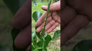 Orange Lemon Grafting Technique |YouTube shorts | কমলা লেবু গাছে কলম করার পদ্ধতি  #grafting #shorts