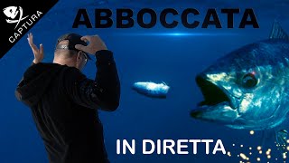 PESCA AL TONNO: abboccata in diretta