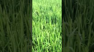 ពូជស្រូវស្រងែស្រាល(​ 70ថ្ងៃ) #rice #farming #nature #ricefarmers #riceproduction #villagelife #farm