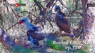 ep.316🦤Booted Eagle Nest／TODOS los Secretos Pollos Águila calzada @DIRECTO NATURA