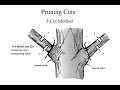 Chapter 4 - Pruning