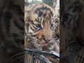 Cute 2 Month Old Tiger Cubs | Nouman Hassan |