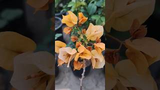 Bougainvillea cutting grow #sorts #youtubeshorts #bougainvillea #viralvideo