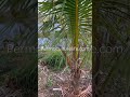 Coconut palm growing hack