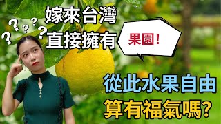 在大陸沒見過的水果，台灣老爸都種出來了，冰淇淋果你吃過嗎？