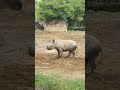 八木山動物公園　ヒガシクロサイ　小さい頃のランちゃんとママ💕