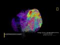 tour a fly brain in stunning detail national geographic