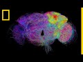 Tour a Fly Brain in Stunning Detail | National Geographic