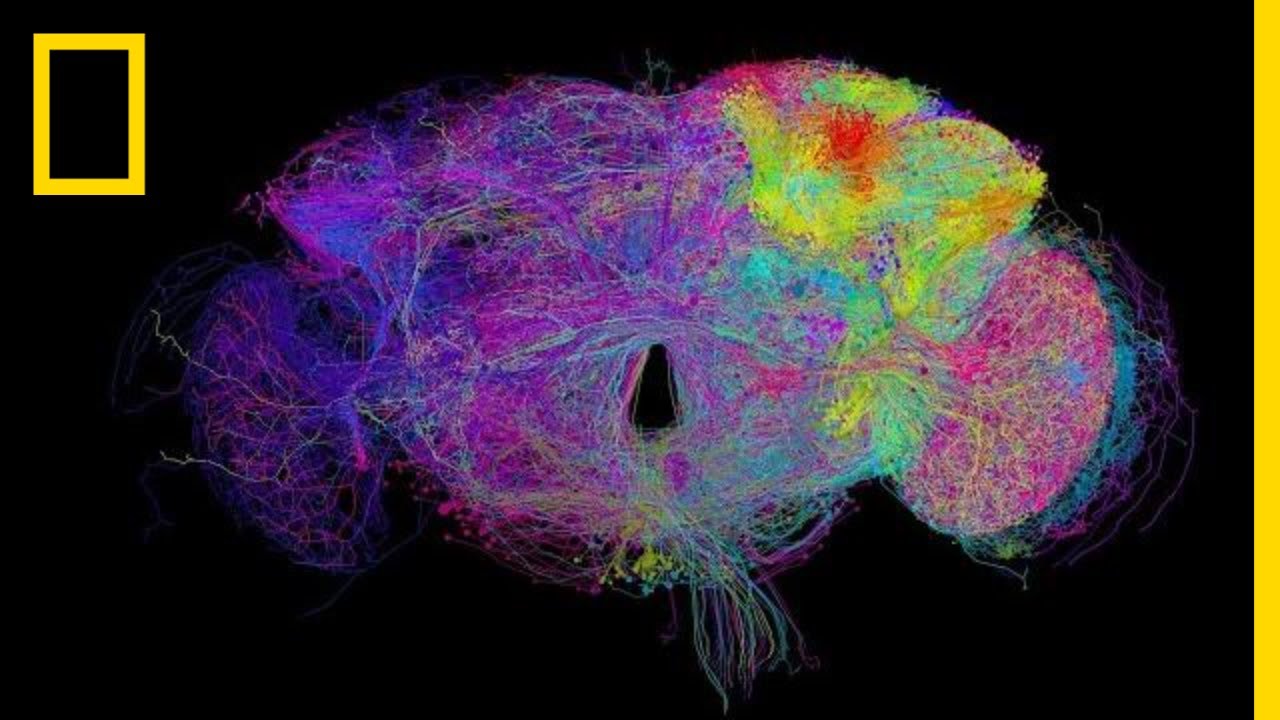Tour A Fly Brain In Stunning Detail National Geographic Youtube