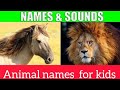 The Ultimate Guide to animal sound video | kids tube kt