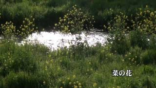 30秒の心象風景255・水辺（菜の花）.m2ts