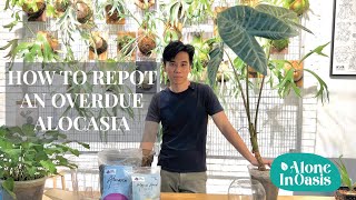 How to Repot an Overdue Alocasia | Repotting Alocasia Longiloba to chunky soil mix