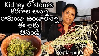 Konda Pindi leaf/Miracle leaf to Dissolve kidney stones/కొండ పిండి  కిడ్నీ లో రాళ్ళను కరిిగిస్తుంది