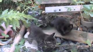 朝のお散歩♪ -Kittens are strolling at the morning♪-