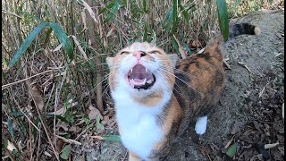 家猫が山に置いて行かれたと思い子猫の様に鳴きだす　Alone and lonely cat