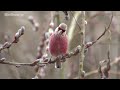 野鳥撮影・ ベニマシコ ♂ u0026♀　long tailed rosefinch