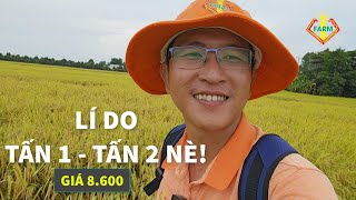 OM18 CẮT TẤN 1 - TẤN 2 - ĐỒNG 3 VỤ VÀ LÍ DO?