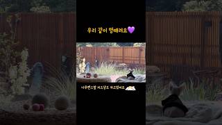 고양이 쥬디랑 같이 멍때려요💜 바람에 흔들흔들 풀멍 바람멍 주택마당 힐링하세요 #고양이일상 #sphynxcat #스핑크스고양이 #cat #healing #멍때리기좋은영상