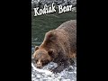 🐻 Kodiak Bear catching & eating Salmon 🐟 #Shorts