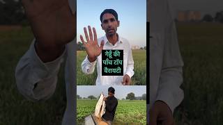 गेहूं की 5 टॉप वैरायटी gehun ki 5 top variety