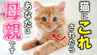 猫が母親だと思っている人にしか見せない行動17選