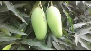 Dasheri Mango Lucknow (LUCKNOW/KOLKATA) NURSERY N INTERNATIONAL